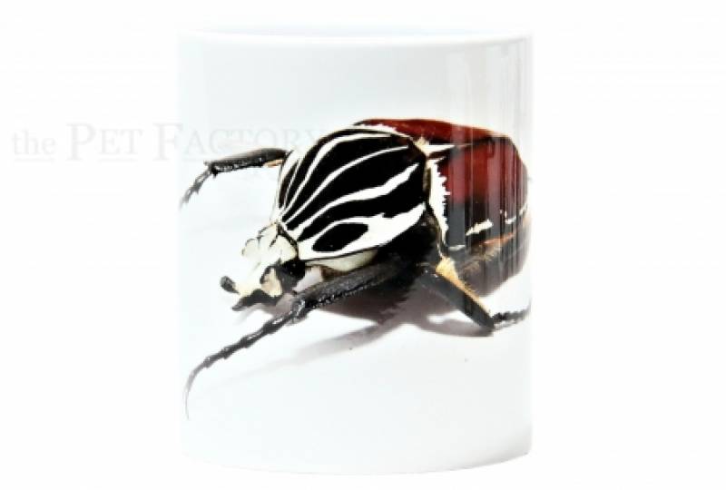 Kaffeebecher "Goliathus goliatus"